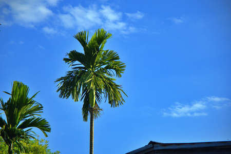 Sugar cane planted to produce sugar and food with blur backgroundの写真素材