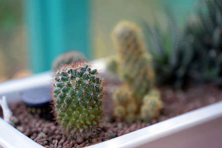 Cute small cacti in a ceramic pot, long red-black spikes. Green cactus at home, ornamental desert plant, wall blur grey background. select and soft focusの写真素材