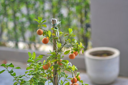Citrus japonica Thunb or Kumquat , Kumquat plant or Cumquats or Citrus Japonica Thunb or RUTACEAEの写真素材