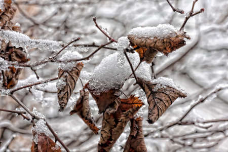 Dry frozen leavesの写真素材