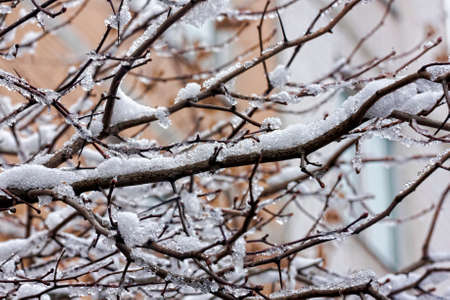 Tree branches covered with snowの写真素材