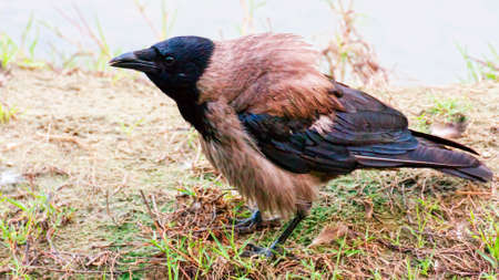 Young crowの写真素材