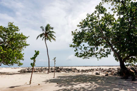 Tropical island plantsの写真素材