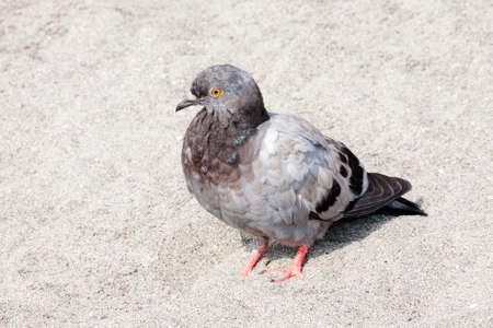 Pigeon is walking on the beachの写真素材