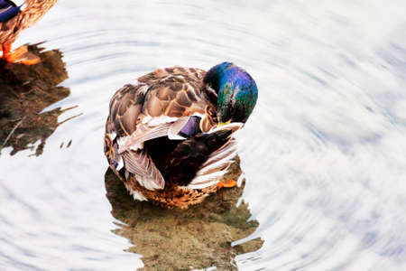 Duck ready to rest on the riverの写真素材