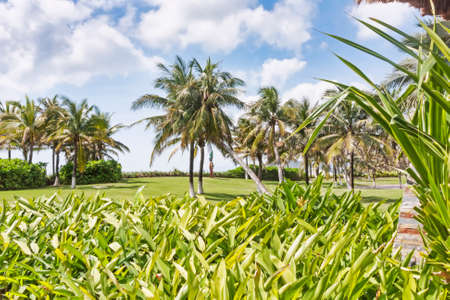 Lush tropical garden with coconut treesの写真素材