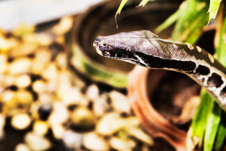 Reticulated python portrait - selective focus