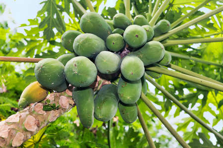 Many organic papaya on the tree