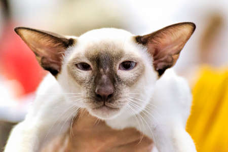 Portrait of a purebred cat looks at the camera - selective focusの写真素材