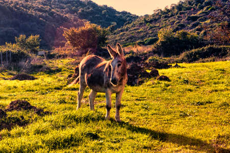 In the valley a donkey rests at sunset - Italyの写真素材