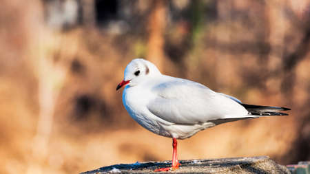 A beautiful seagull rests on the rock on the rock and gets sunbathes.