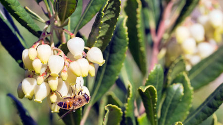 Macro Photography detail of bee feeds on nectar and pollinates the flowers of the Arbutus tree.の写真素材