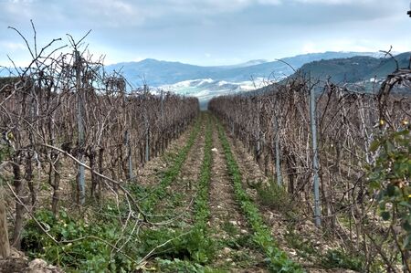 Beautiful vineyard in the evening の写真素材