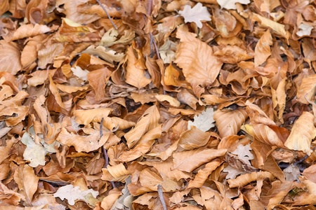 dry leavesの写真素材