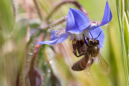 bee on flowerの写真素材