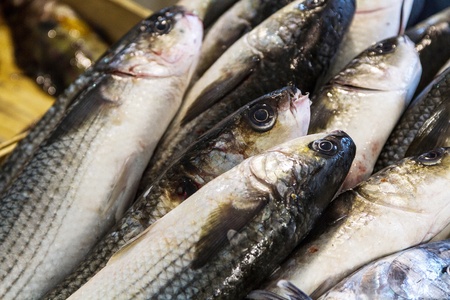 couple of fresh gilt-head isolated の写真素材