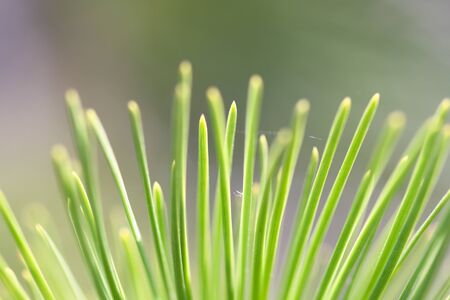 Abstract close up of pine needles
