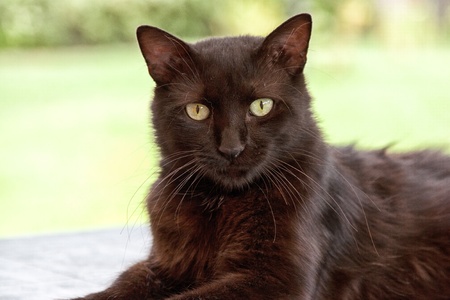 Black cat close-up portrait on green background. の写真素材