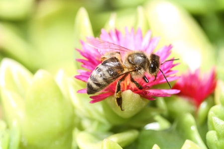 bee on flowerの写真素材