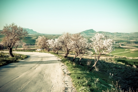 Trees Vintage Styleの写真素材