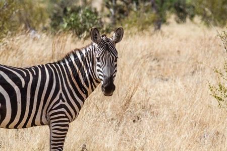 Zebra in Kenya's Tsavo Reserveの写真素材