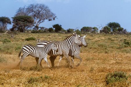 Three zebras in Tasvo National Park Kenyaの写真素材