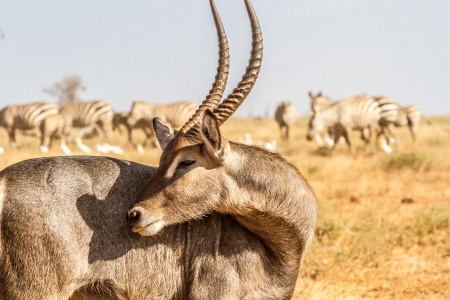 Male Kobus defassa - Tsavo, Kenyaの写真素材