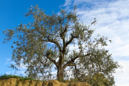 Tree in blue Skyの写真素材