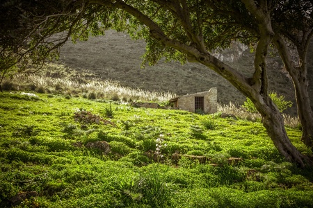 Green forest with old houseの写真素材