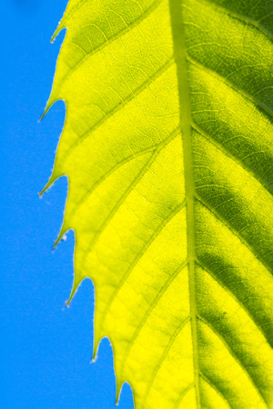 Green leaf macroの写真素材