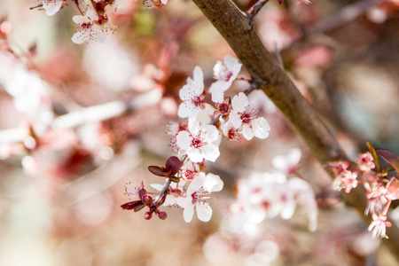 A closeup of an almond tree with white flowers with branchesの写真素材