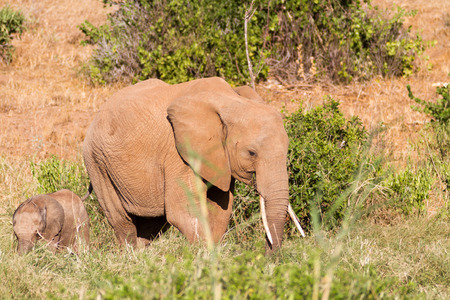 African Elephants in the savannah