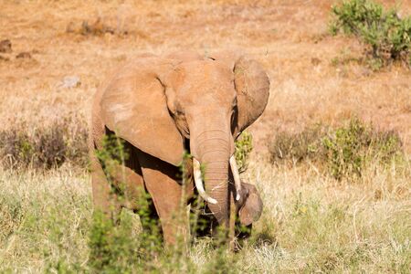 African Elephant in the savannahの写真素材