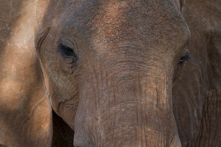 African Elephants in the savanaの写真素材