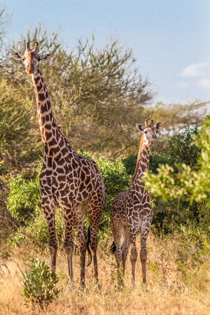 Giraffes in Kenya Tasvo national park in Kenya Tasvo national parkの写真素材