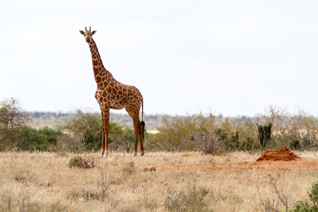 giraffe on safari wild driveの写真素材
