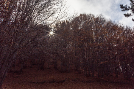 Beechwood Timparossa, Etna Park - Catania, Sicilyの写真素材