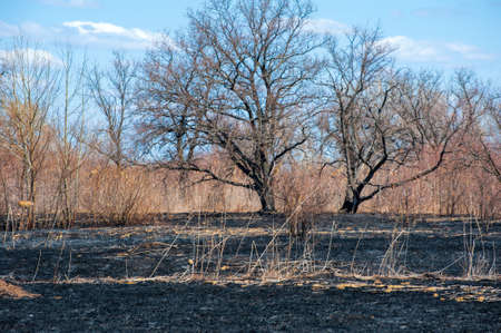 Strong fire in the steppeの写真素材