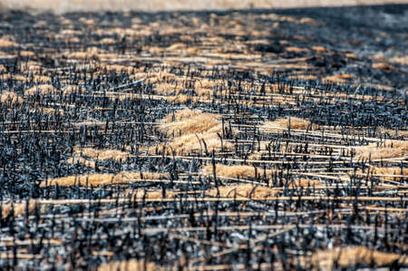 Strong fire in the steppe