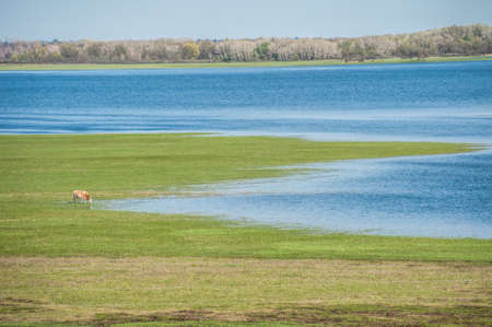 A cow drinks water at the shore of flooded Don river, Ilovlinskiy district.