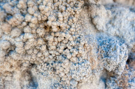 Coral reef at the wall of the Reef cave (Rifovaya cave)