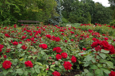 Red roses, flowers in the parkのeditorial素材