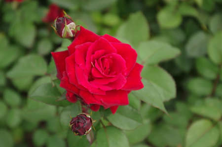 Red rose, flowerのeditorial素材