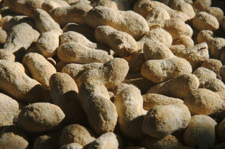 Salted peanuts in shell texture background. Natural tasty snack food.の写真素材