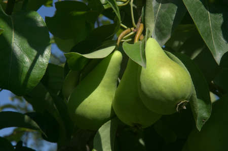 Close-up of pears and leaves on a branch in a gardren. Healthy organic natural fruit.の写真素材