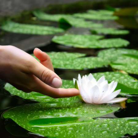 The scene shows a woman's finger touching a waterlily in a pond, giving a sense of calm, tranquility and delicacy.の写真素材