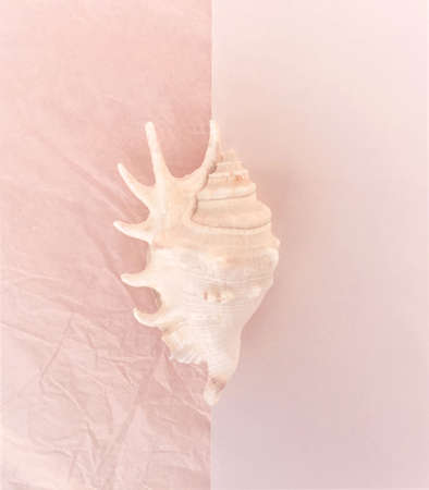 A large white shell in the middle on the border of two pink shades of pinkの写真素材