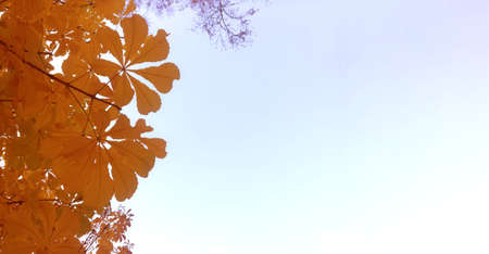 Beautiful yellow chestnut leaves on a blue sky background with plenty of space for textの写真素材