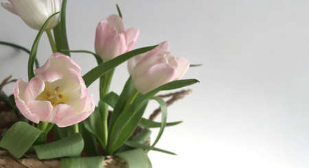 A bouquet of fresh pink tulips in a basket on a gray background. There is a place for the text.の写真素材
