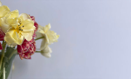 A bouquet of yellow and red tulips in a vase on a gray background. There is a place for the text.の写真素材